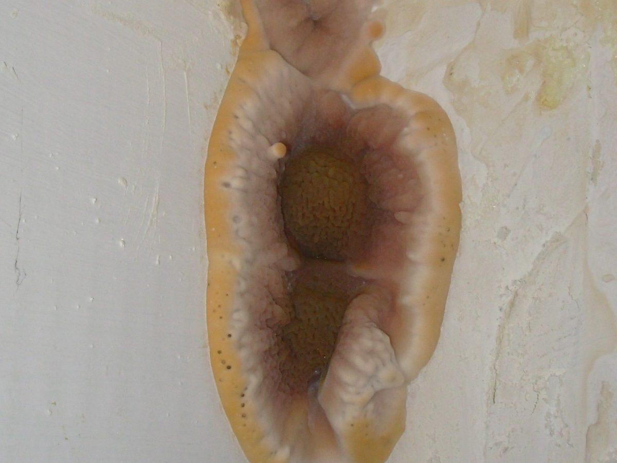 Fruchtkörper des Echten Hausschwamms an einer Wand