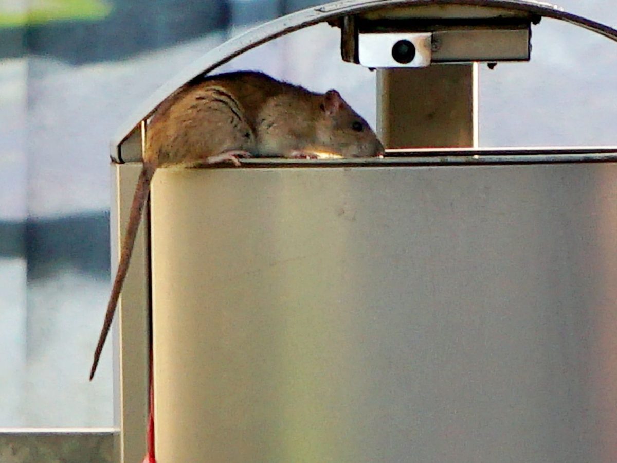 Ratte auf einem Abfallbehälter aus Edelstahl