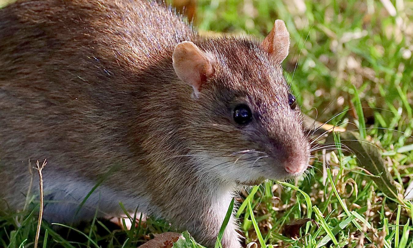 Wanderratte im Gras